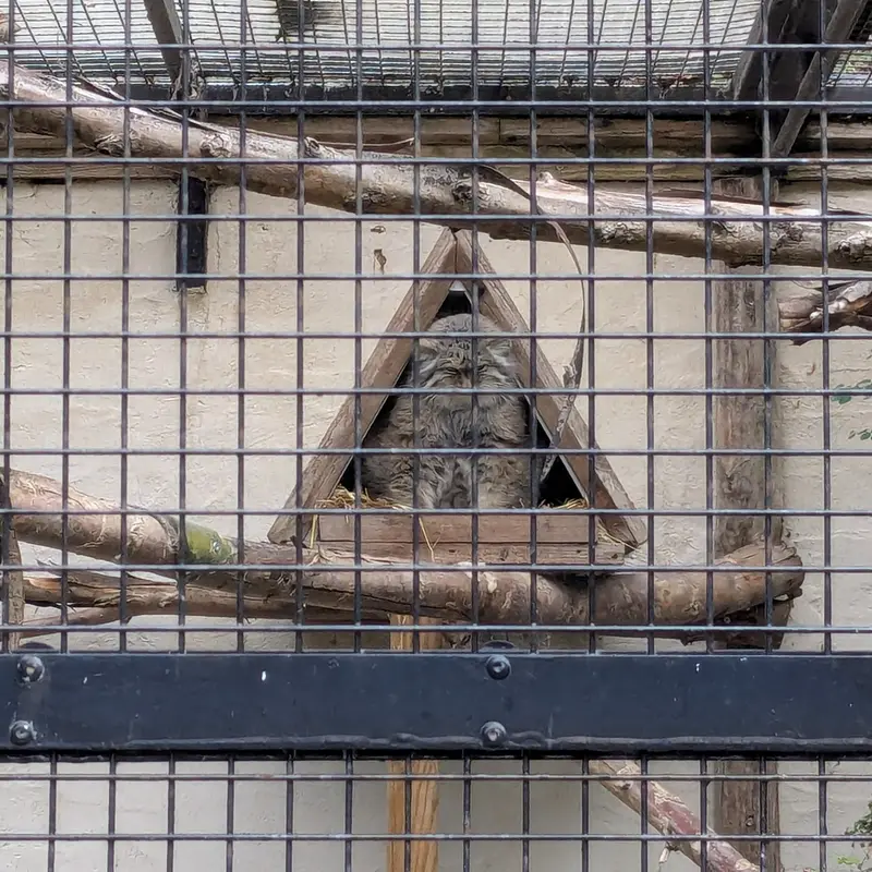 Pomponnette the Pallas's cat from Lille Zoo