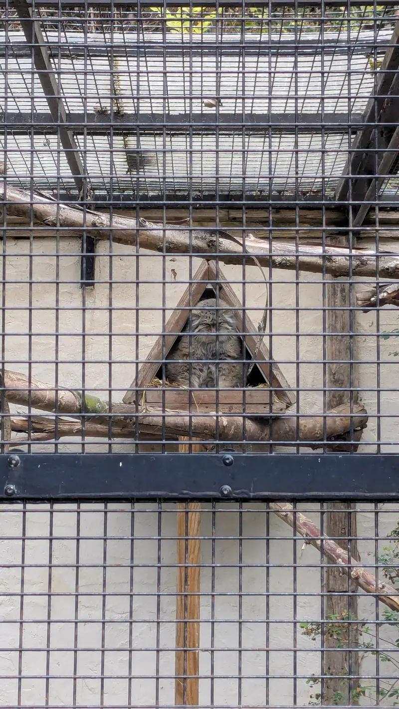 A photograph of Pomponnette in Lille Zoo