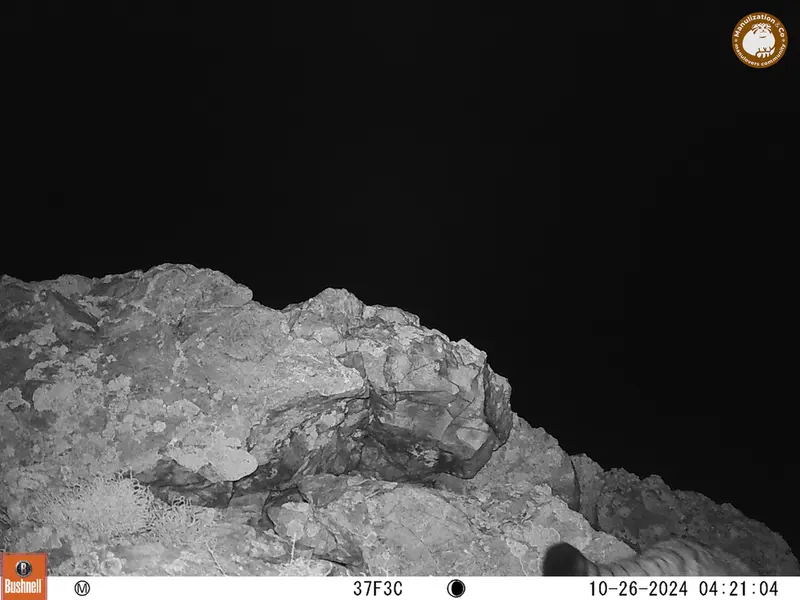 A photograph of Otocolobus manul manul from Besshoky 1 camera trap