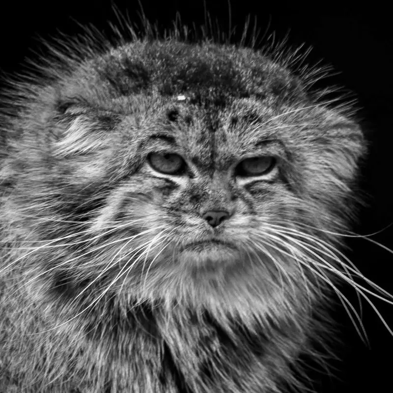 Qara the Pallas's cat from Port Lympne Wild Animal Park