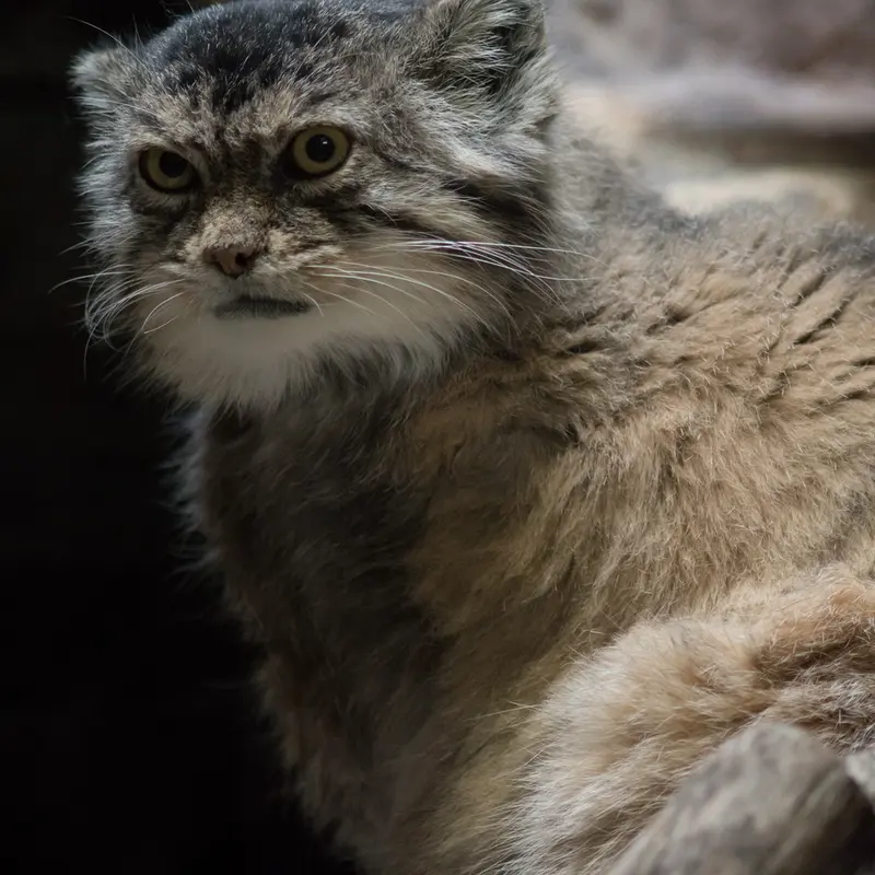 A photograph of Primula in Ueno Zoological Gardens