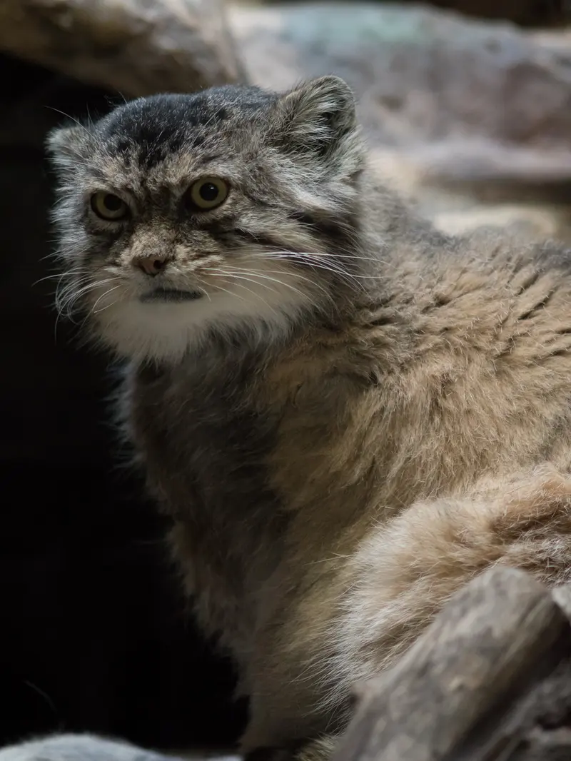 A photograph of Primula in Ueno Zoological Gardens