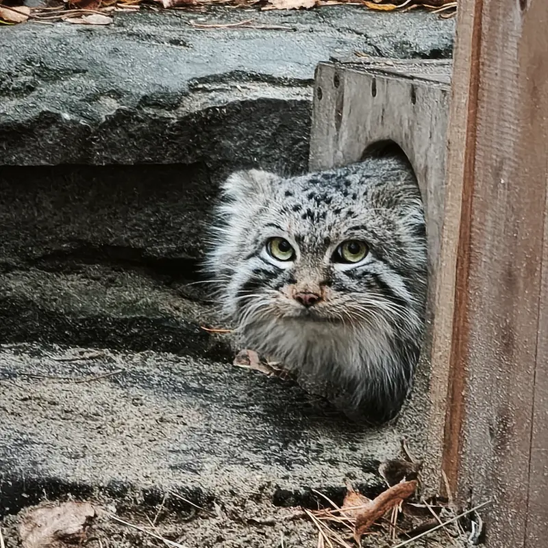 A photograph of Ruf in Novosibirsk Zoo