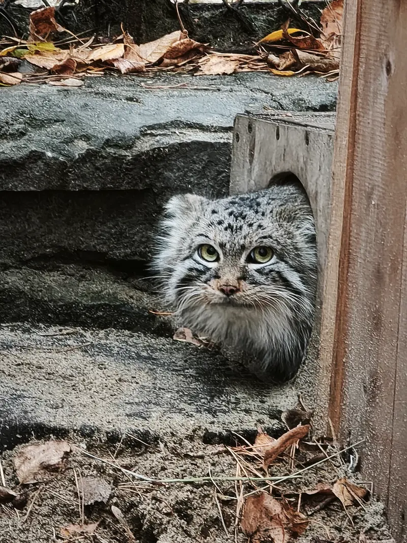 A photograph of Ruf in Novosibirsk Zoo
