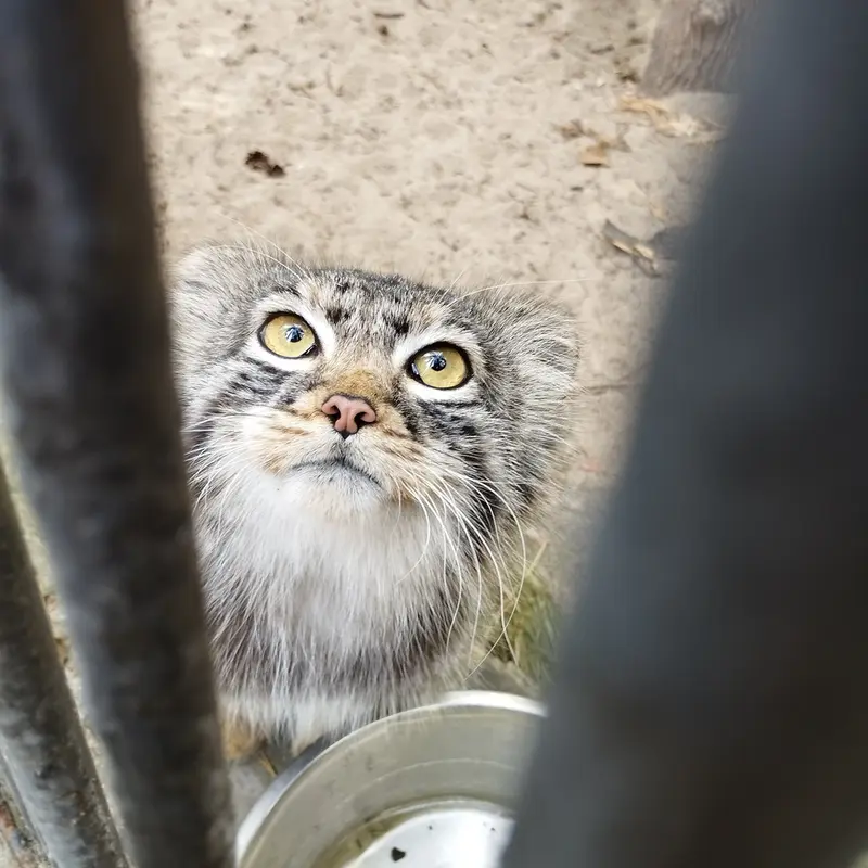 A photograph of a Pallas's cat in Novosibirsk Zoo