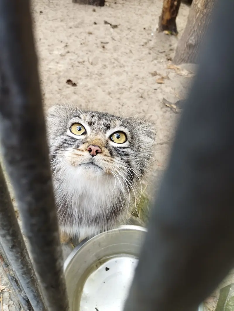 A photograph of a Pallas's cat in Novosibirsk Zoo