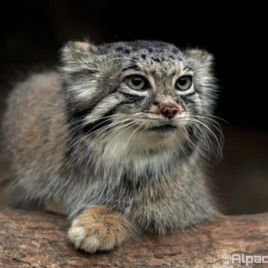 A photograph of Az in Kobe Animal Kingdom