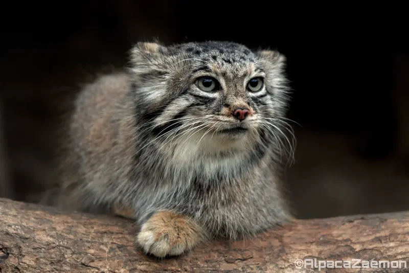 A photograph of Az in Kobe Animal Kingdom