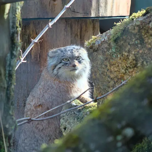 A photograph of Pluschi in Hellabrunn zoo