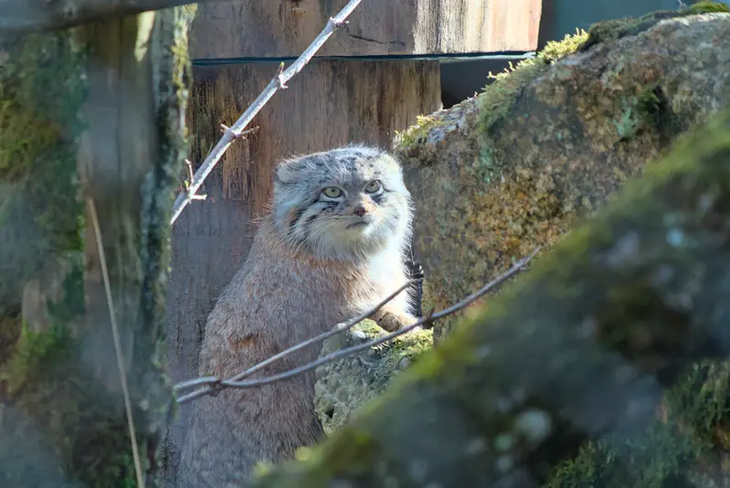 A photograph of Pluschi in Hellabrunn zoo