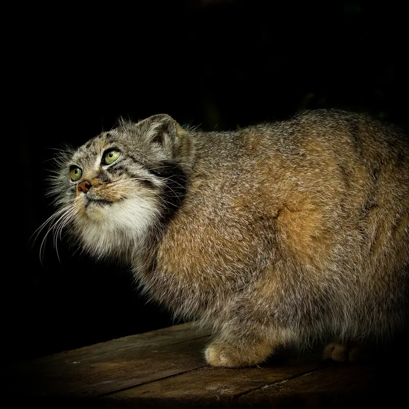 A photograph of Jethro in The Big Cat Sanctuary