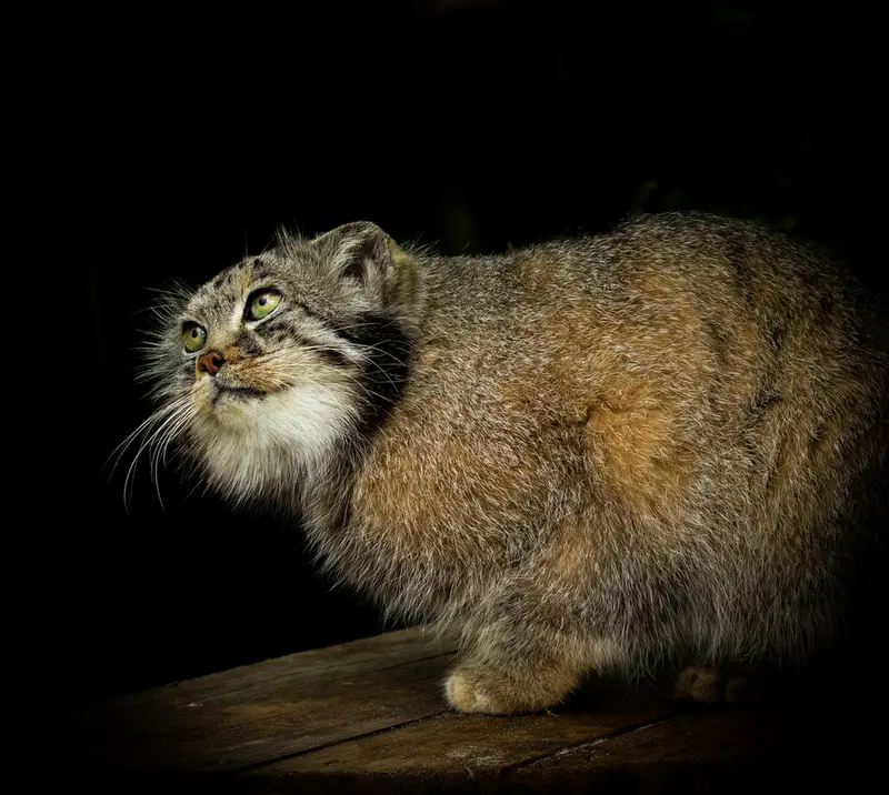 A photograph of Jethro in The Big Cat Sanctuary