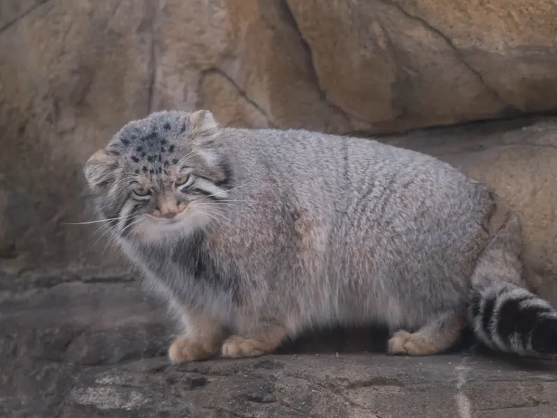 A photograph of Nagomu in Nasu Animal Kingdom