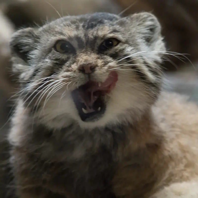 A photograph of Primula in Ueno Zoological Gardens