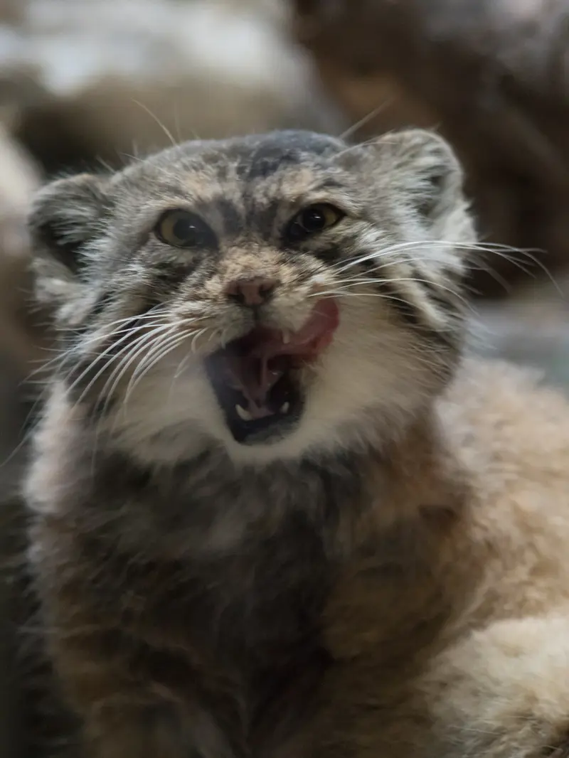 A photograph of Primula in Ueno Zoological Gardens