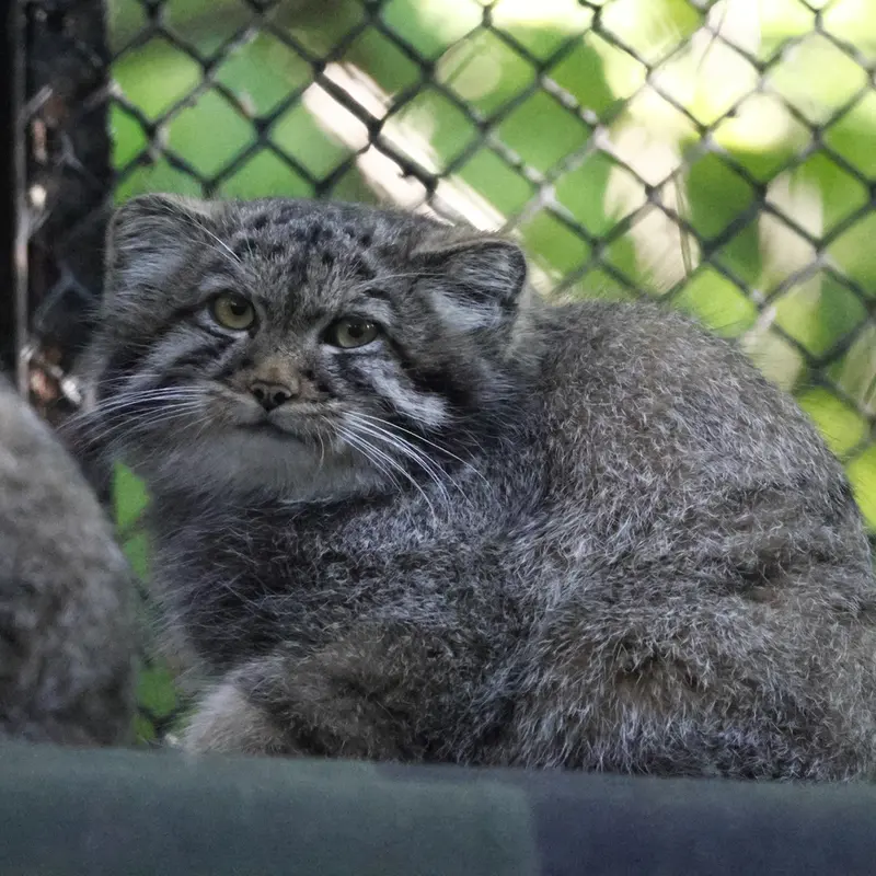 A photograph of a Pallas's cat
