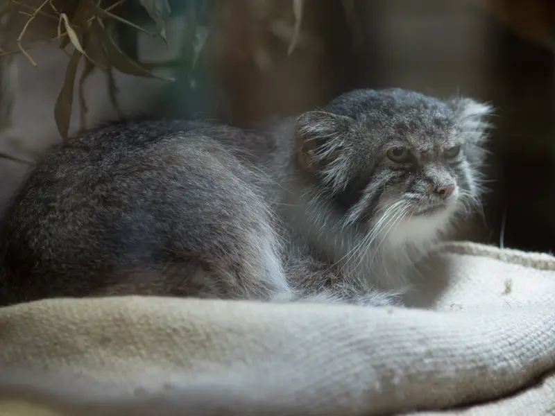 A photograph of Klyon in Ueno Zoological Gardens