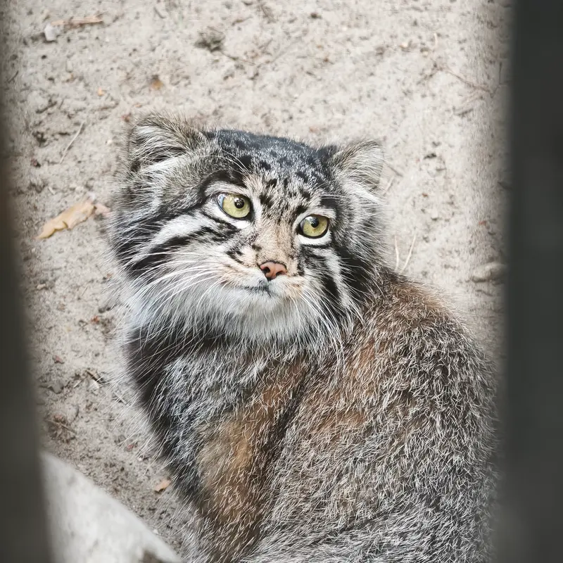 A photograph of Grey in Novosibirsk Zoo