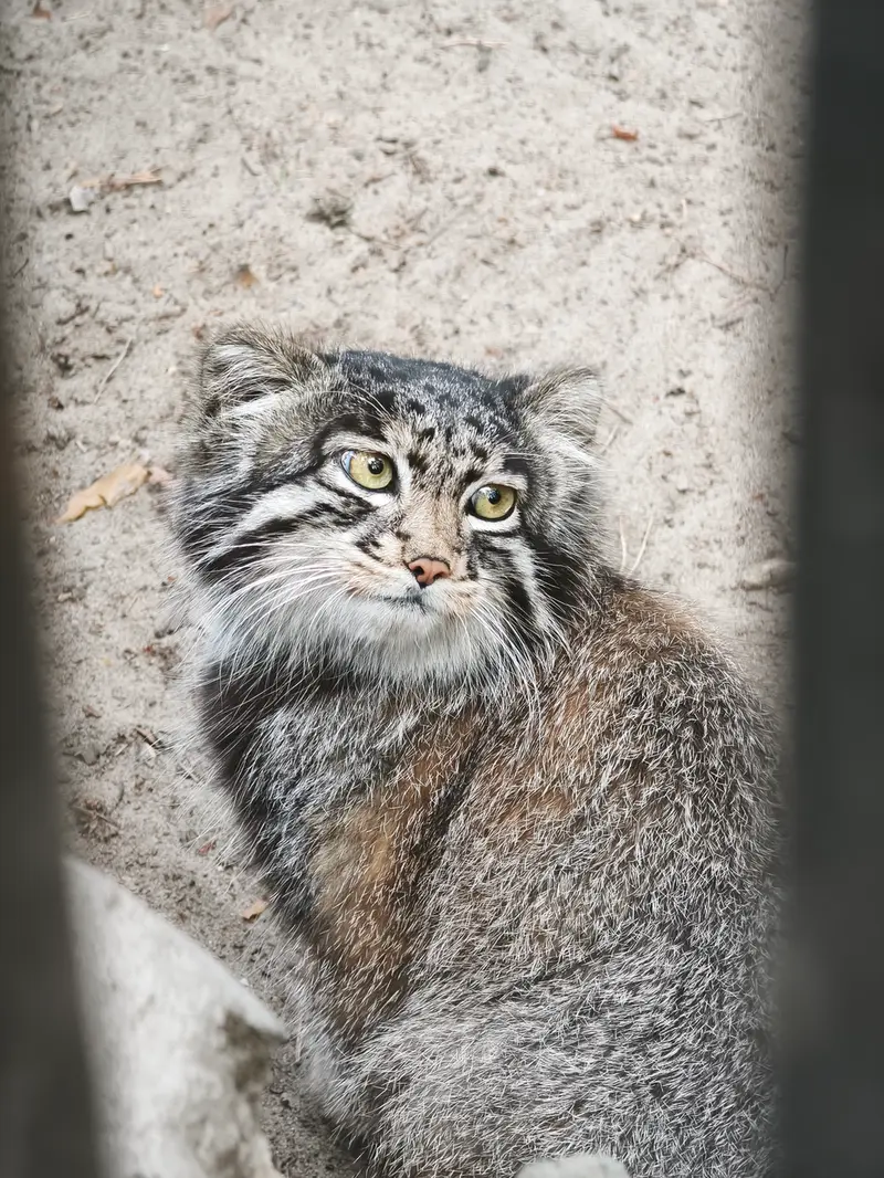 A photograph of Grey in Novosibirsk Zoo