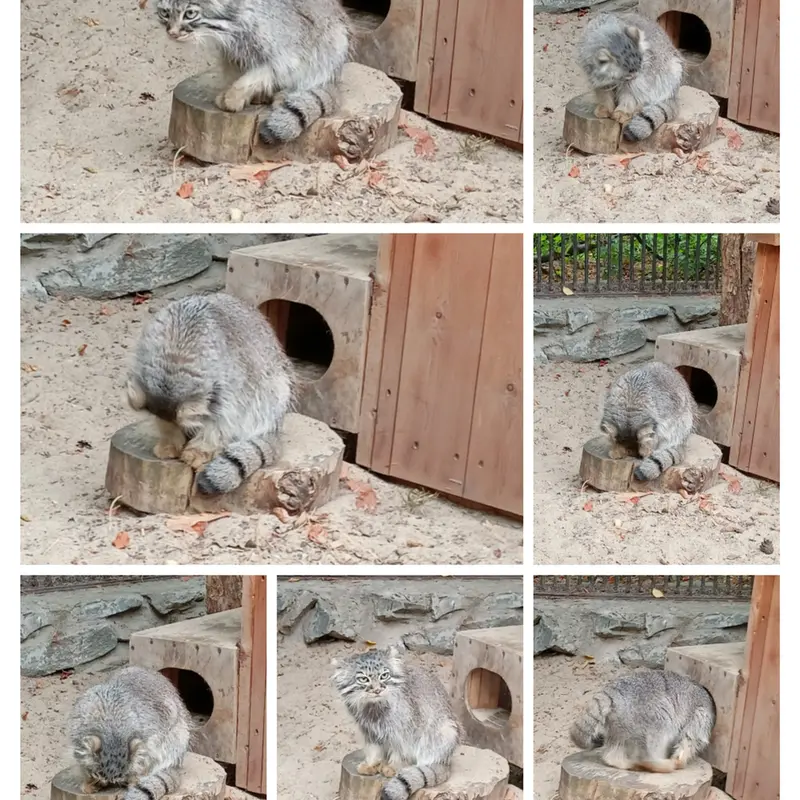 A photograph of Gabi in Novosibirsk Zoo