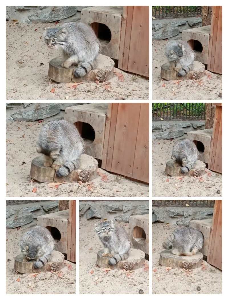 A photograph of Gabi in Novosibirsk Zoo