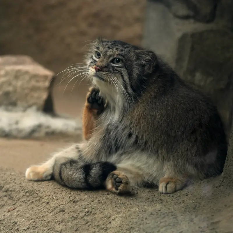 A photograph of Az in Kobe Animal Kingdom