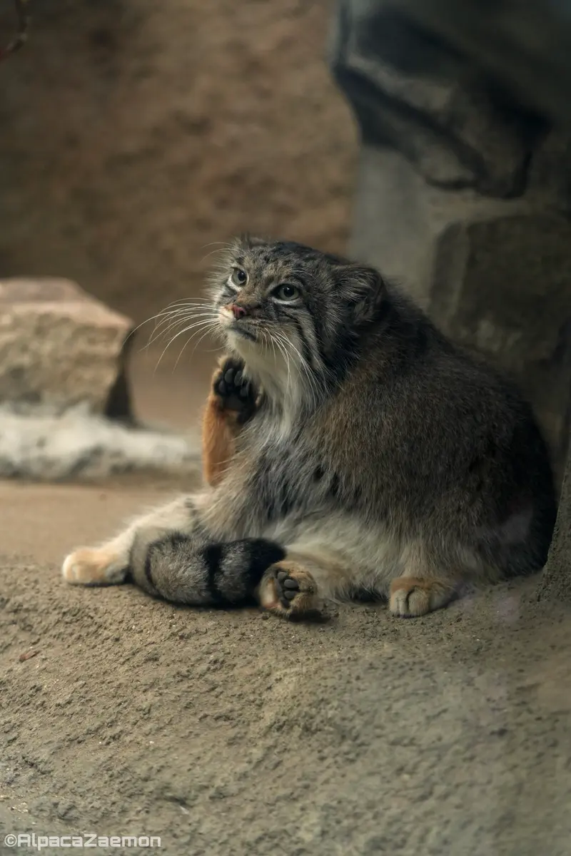 A photograph of Az in Kobe Animal Kingdom
