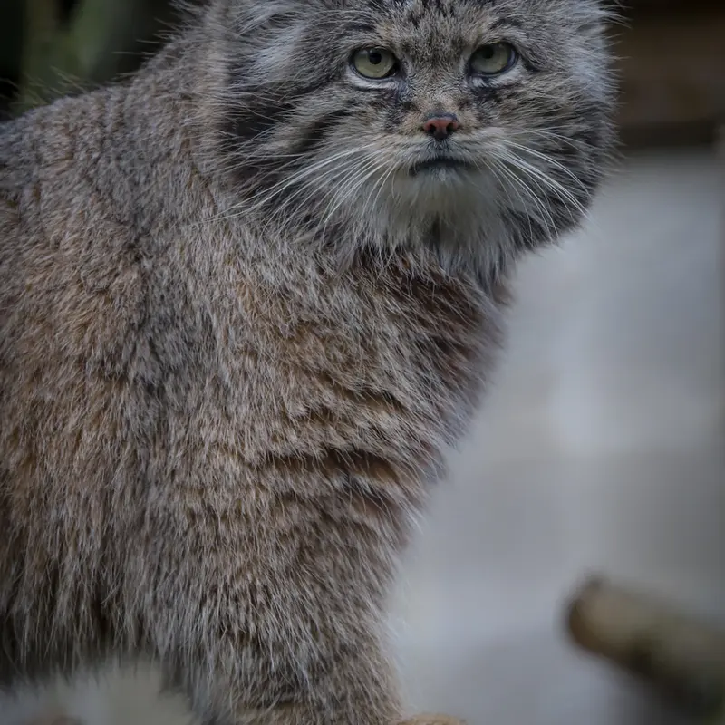 A photograph of Vorace in Lille Zoo