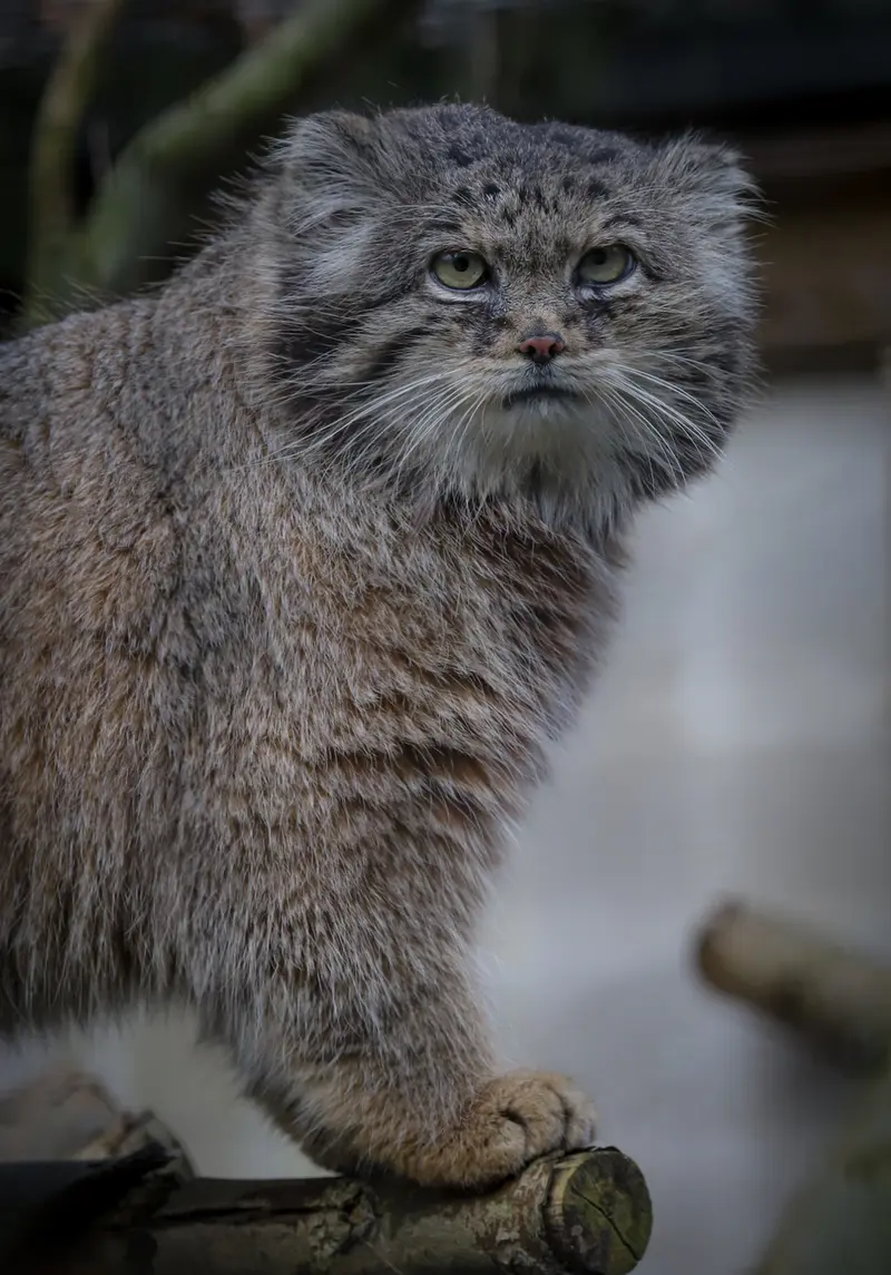 A photograph of Vorace in Lille Zoo