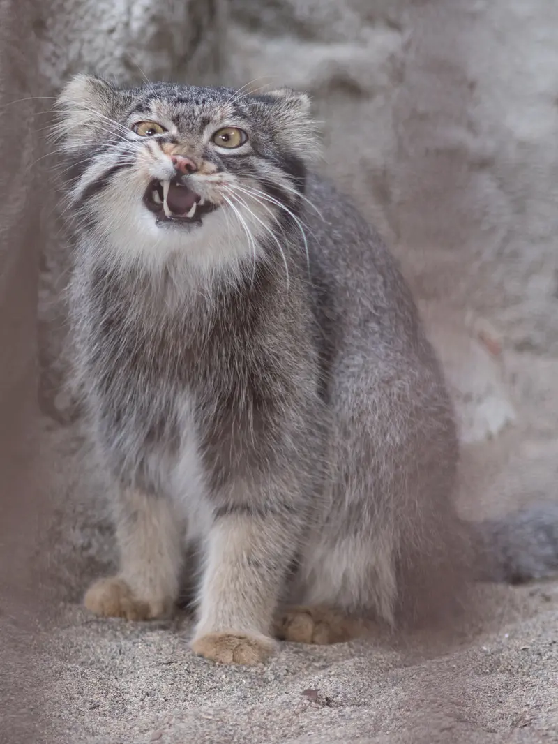 A photograph of Figa in Nogeyama Zoo