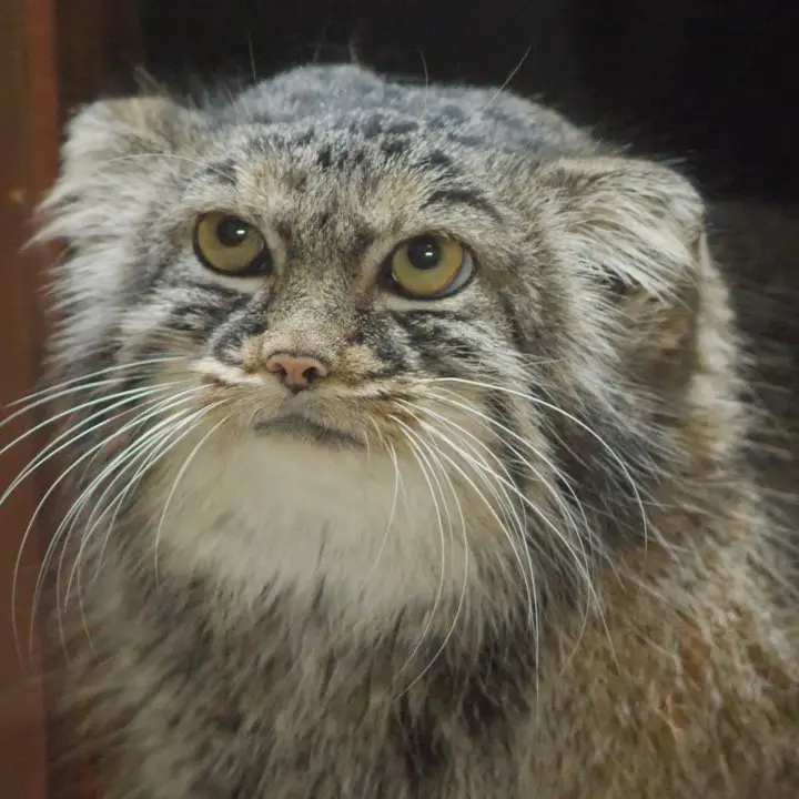 A photograph of Shafran in Ueno Zoological Gardens