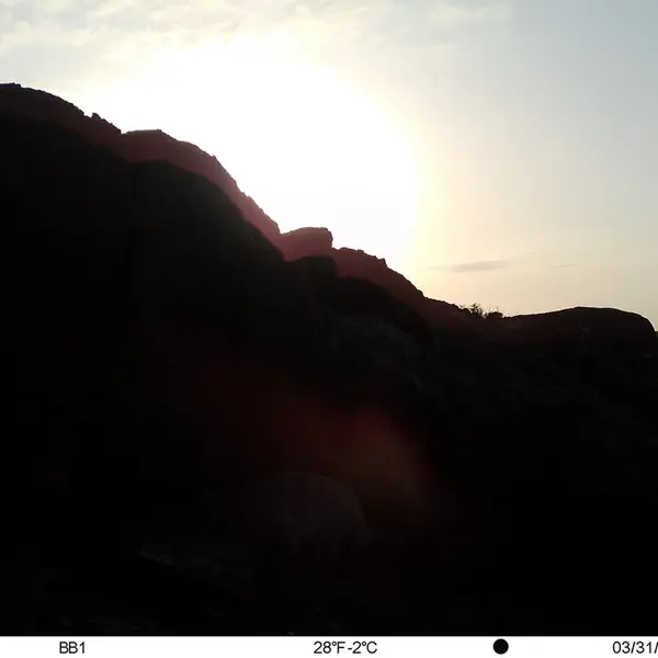 A photograph of Otocolobus manul manul from Aktas-Kunkora camera trap