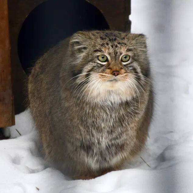 A photograph of Sheb in Novosibirsk Zoo