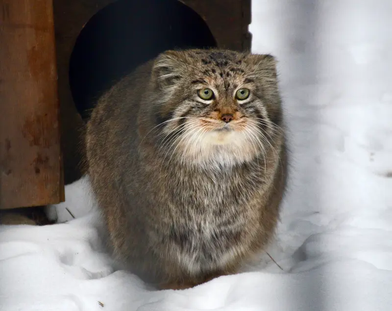 A photograph of Sheb in Novosibirsk Zoo