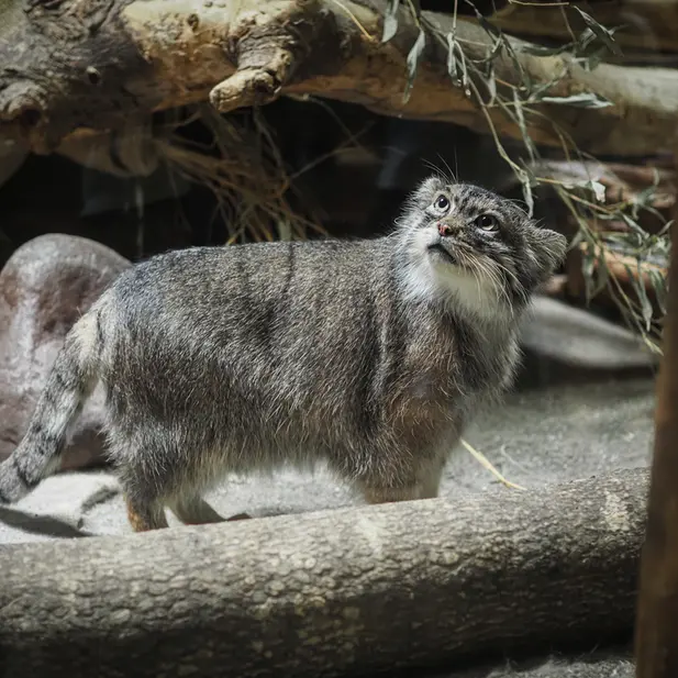 A photograph of Shafran in Ueno Zoological Gardens