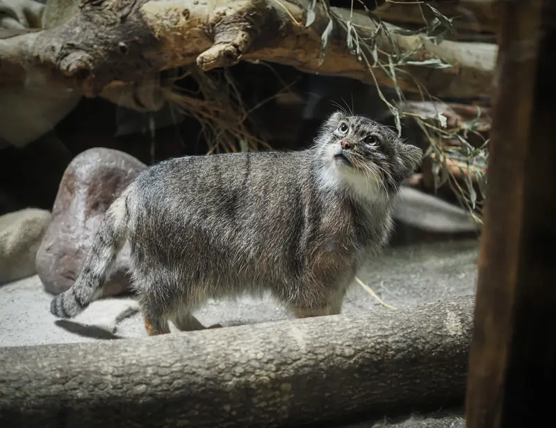 A photograph of Shafran in Ueno Zoological Gardens