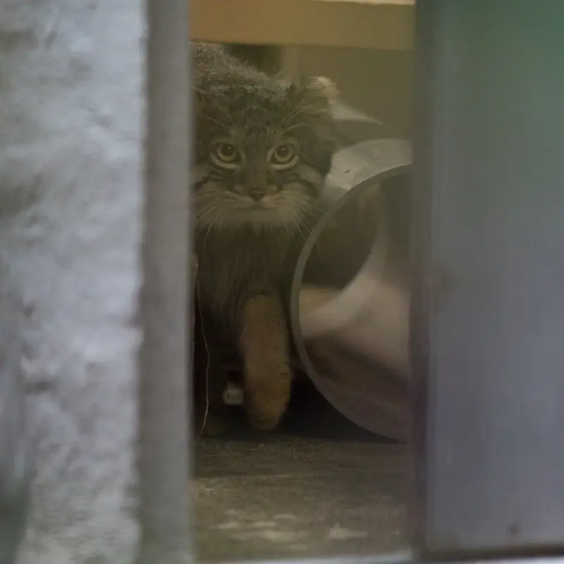 A photograph of Figa in Nogeyama Zoo