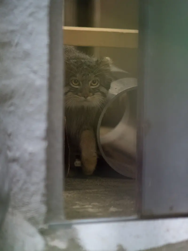 A photograph of Figa in Nogeyama Zoo