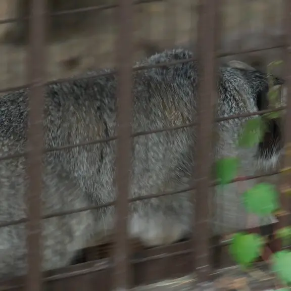A photograph of a Pallas's cat in Nogeyama Zoo