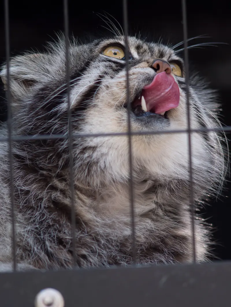 A photograph of Grusha in Asahiyama Zoo