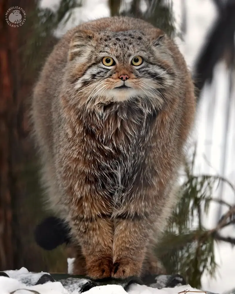 A photograph of a Pallas's cat