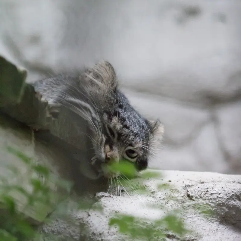 A photograph of Figa in Nogeyama Zoo