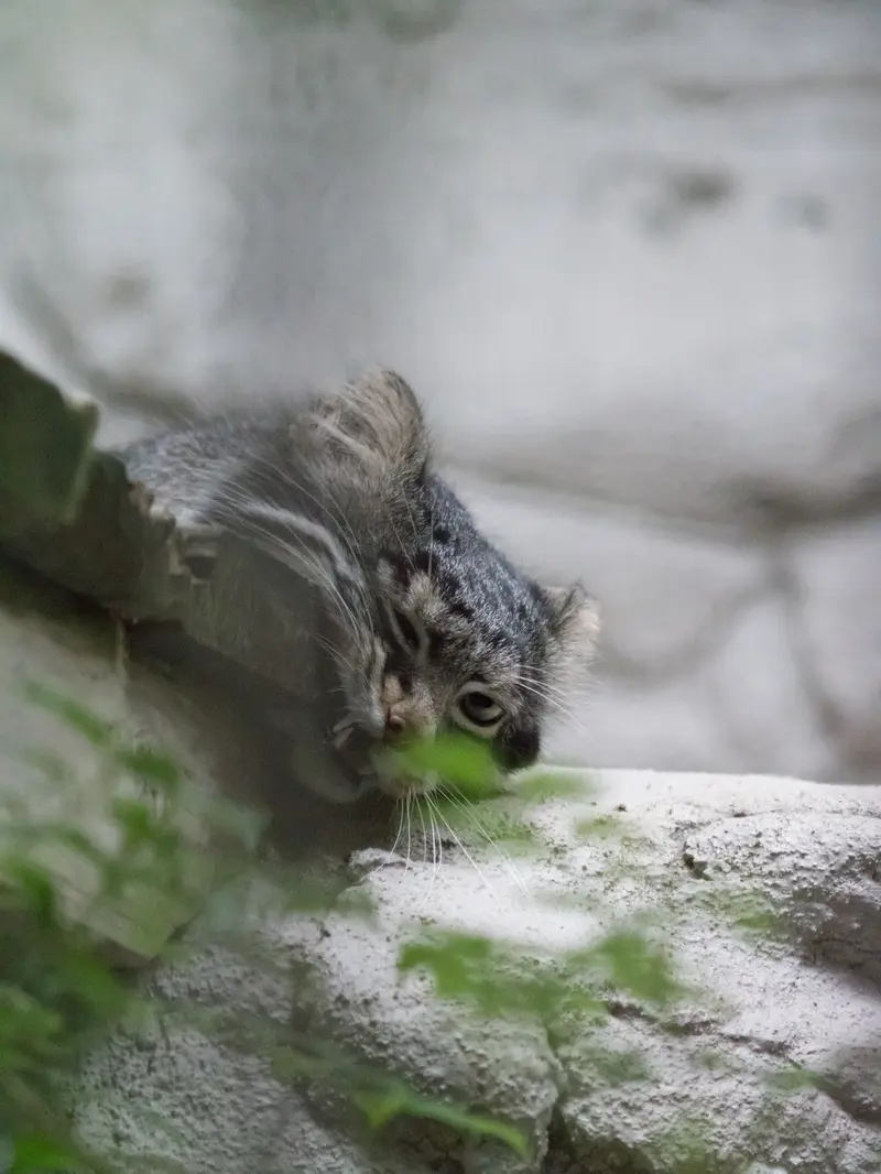 A photograph of Figa in Nogeyama Zoo