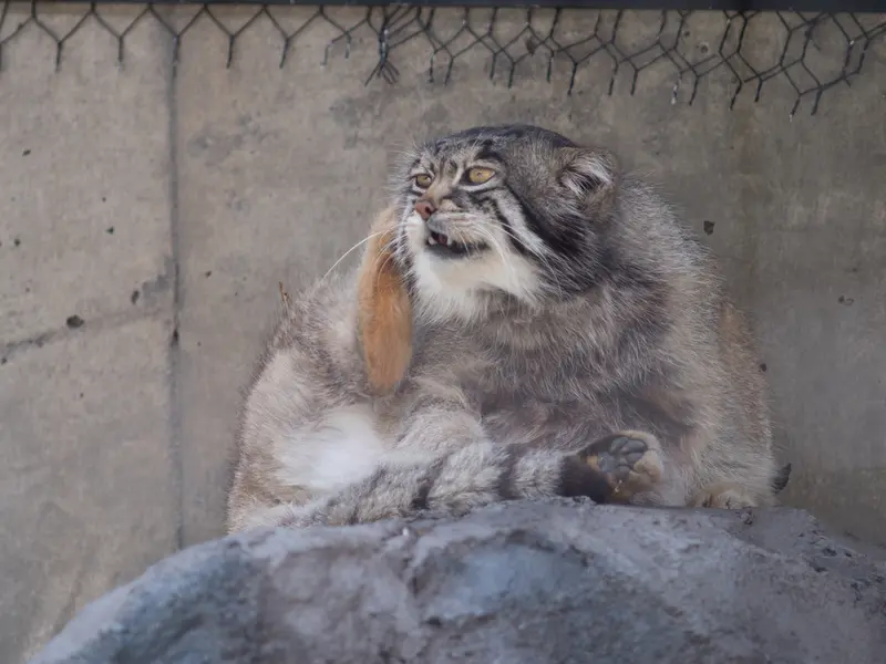 A photograph of Grusha in Asahiyama Zoo