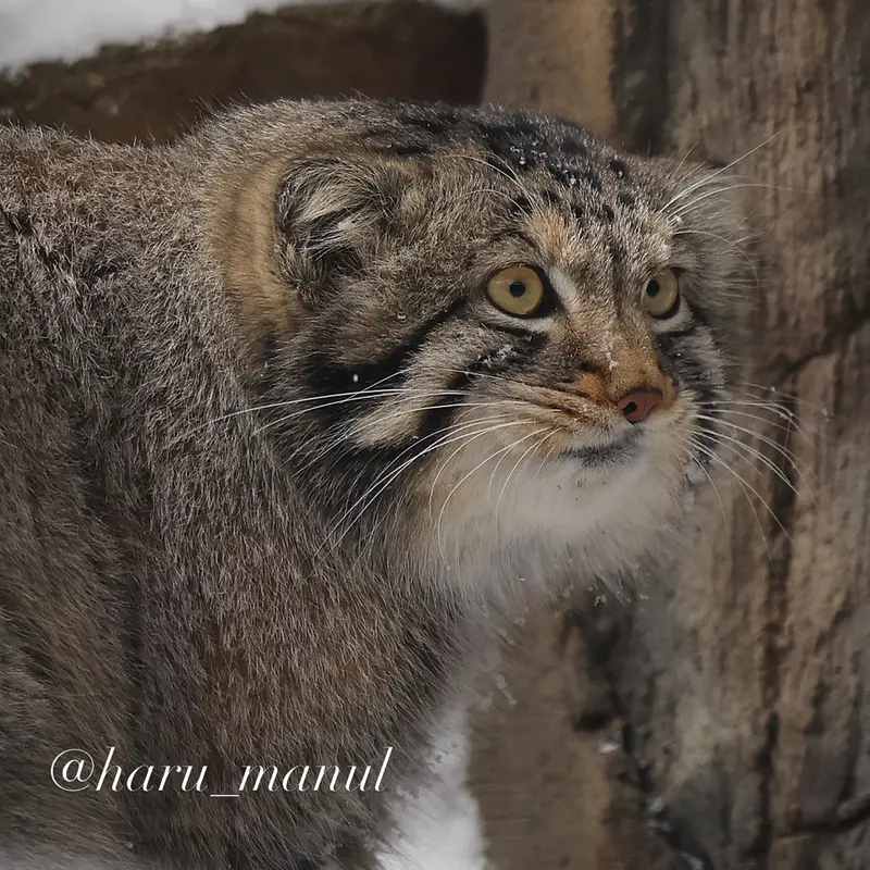 A photograph of Nagomu in Nasu Animal Kingdom