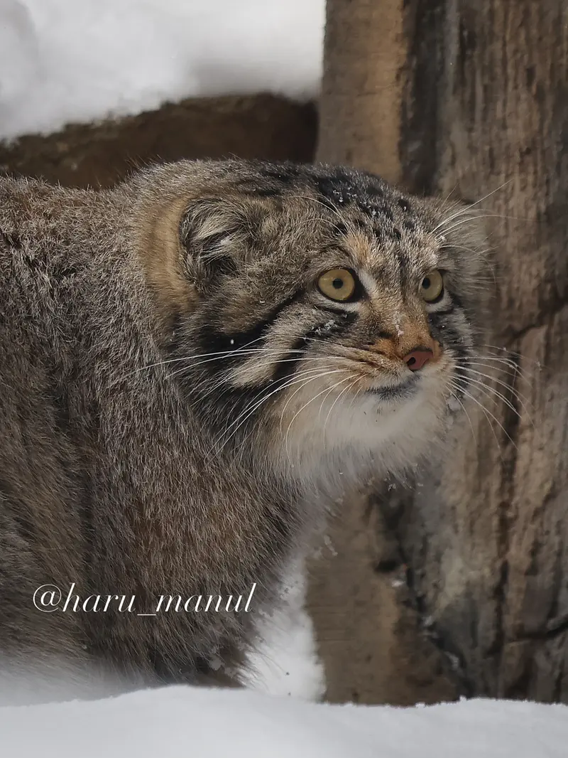 A photograph of Nagomu in Nasu Animal Kingdom