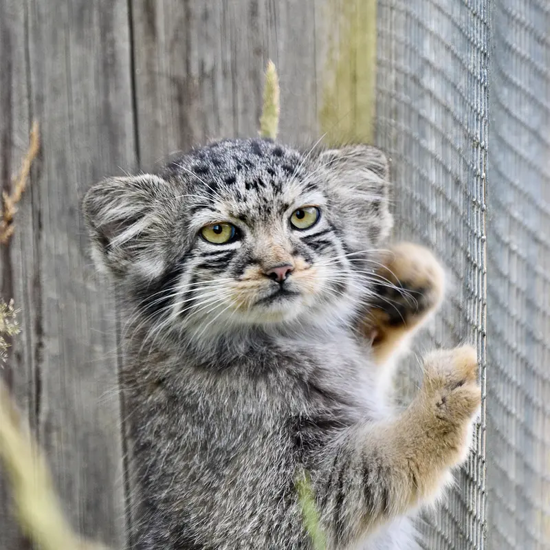A photograph of a Pallas's cat in Port Lympne Wild Animal Park