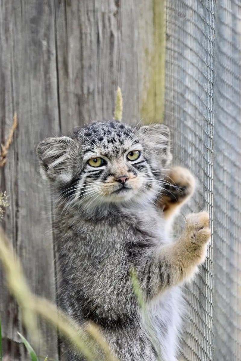 A photograph of a Pallas's cat in Port Lympne Wild Animal Park