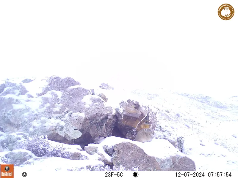 A photograph of Pika from Besshoky 1 camera trap