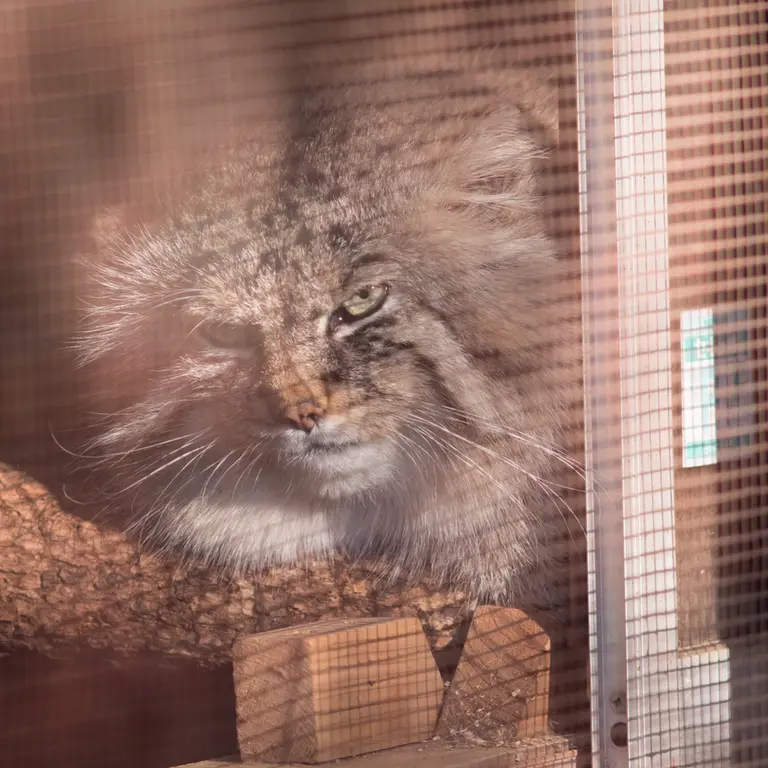 A photograph of Lotos in Saitama Children's Zoo